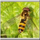 Melangyna cincta - Buchenschwebfliege m01.jpg